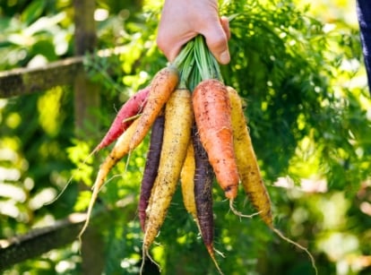 A gardener holds a freshly harvested bunch of colorful carrots variety, with vibrant orange, purple, and yellow roots and feathery green tops.