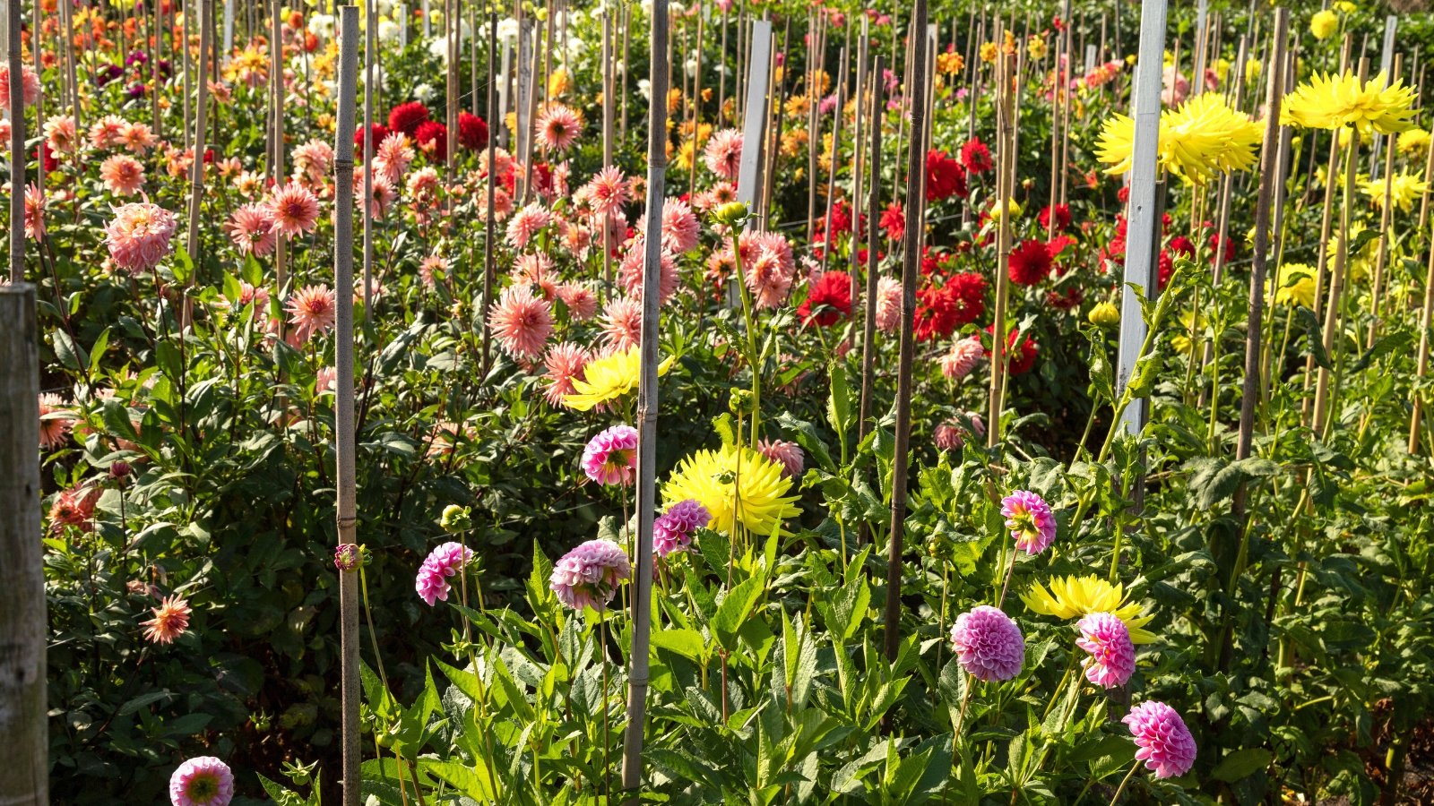 Rows of blooming dahlias in vivid shades rise above green foliage, neatly held by garden stakes.
