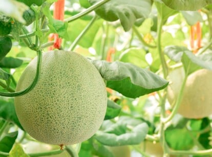 Companion Plants for Cantaloupe