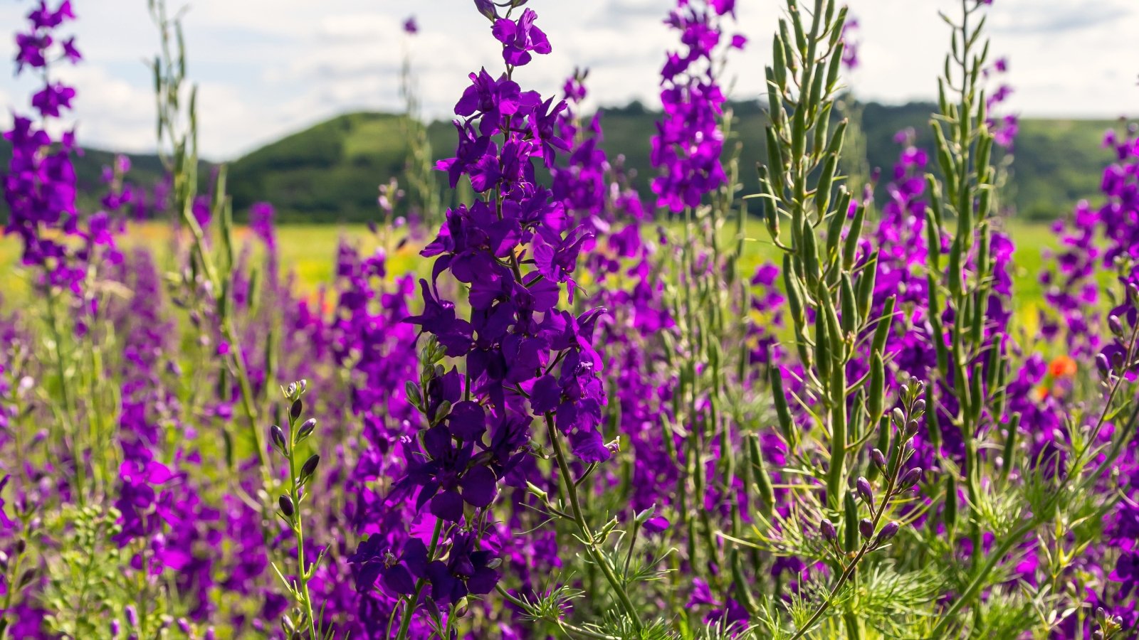 Tall spires of delicate flowers in deep purple, rising above fern-like leaves on strong stems.