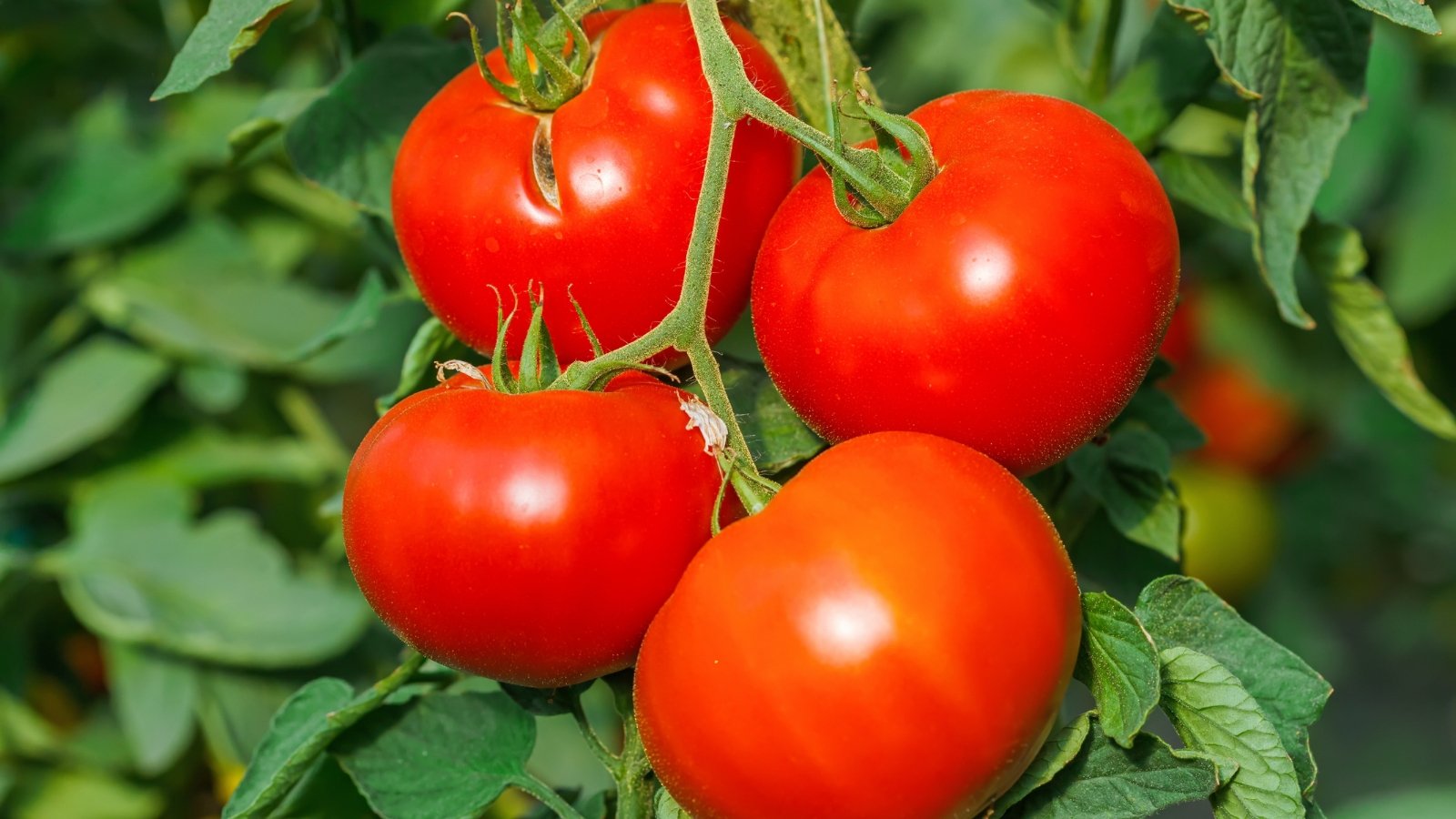Compact plant with dark green serrated leaves and smooth, round red tomatoes clustered near the sturdy stems.
