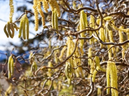 Contorted hazelnut tree has twisted branches and long, yellow catkins hanging from them.