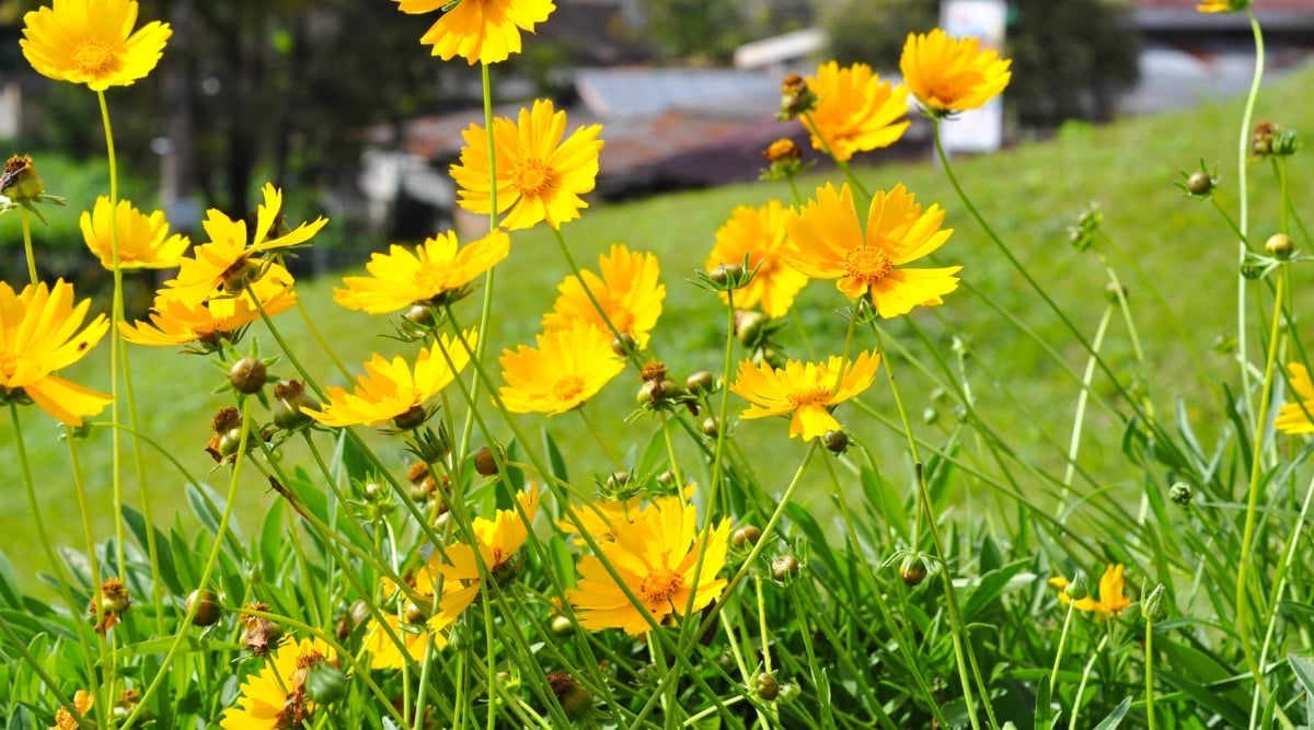Close-up of blooming Tickseed in a sunny garden. These plants feature finely divided, fern-like leaves that form compact mounds. Tickseed produces daisy-like flowers that are bright yellow.