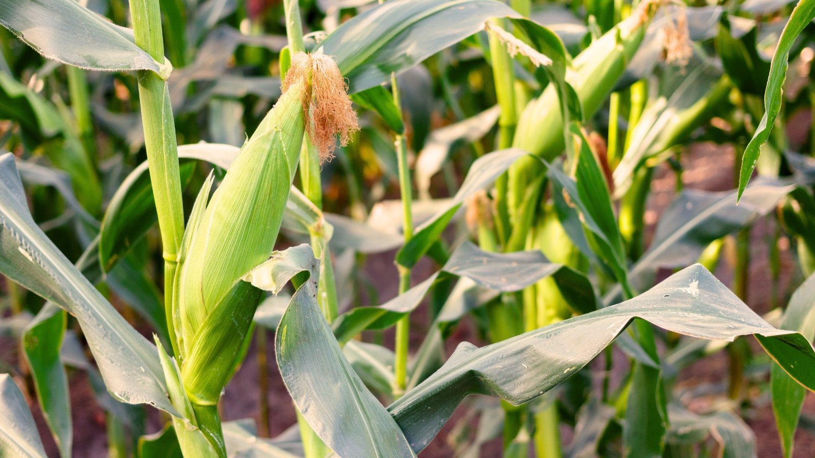 Tall, straight stalks with long, arching green leaves enclose developing cobs wrapped in layers of pale green husks, with brown silk emerging from the top.