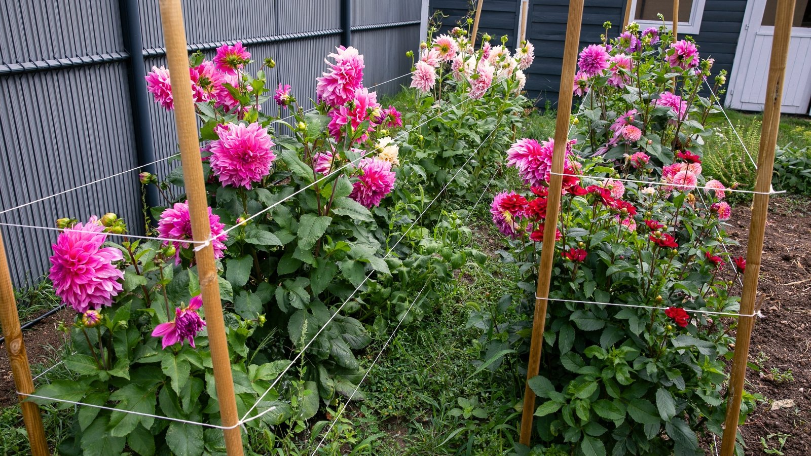 Vibrant pink dahlias in full bloom, supported by a rectangular corralling system of stakes on either side, creating a sturdy frame around the plants in the garden bed.

