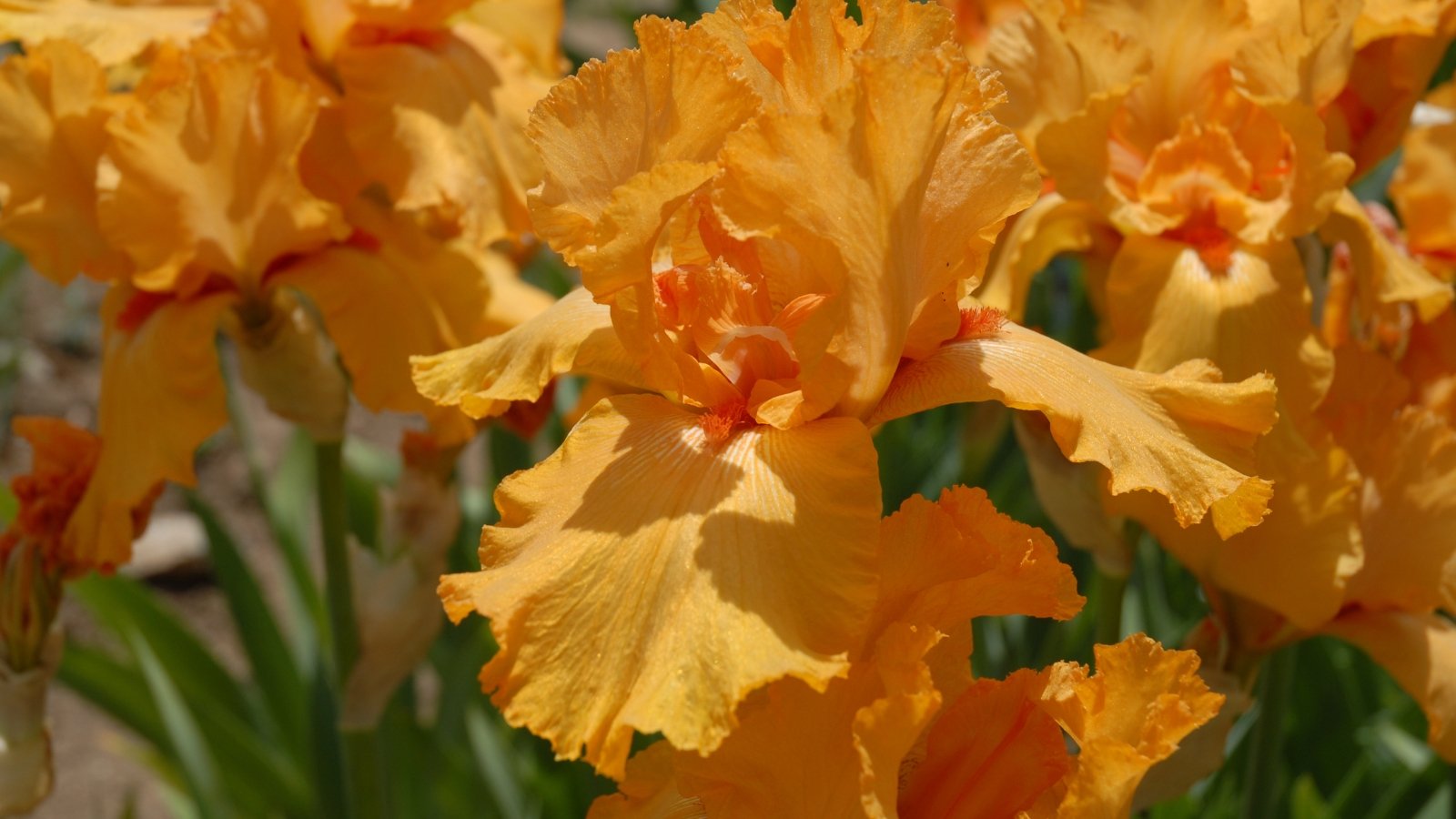 Bright orange flowers with smooth, upright petals and gently falling lower petals, enhanced by a golden-orange fuzzy streak and ruffled edges.
