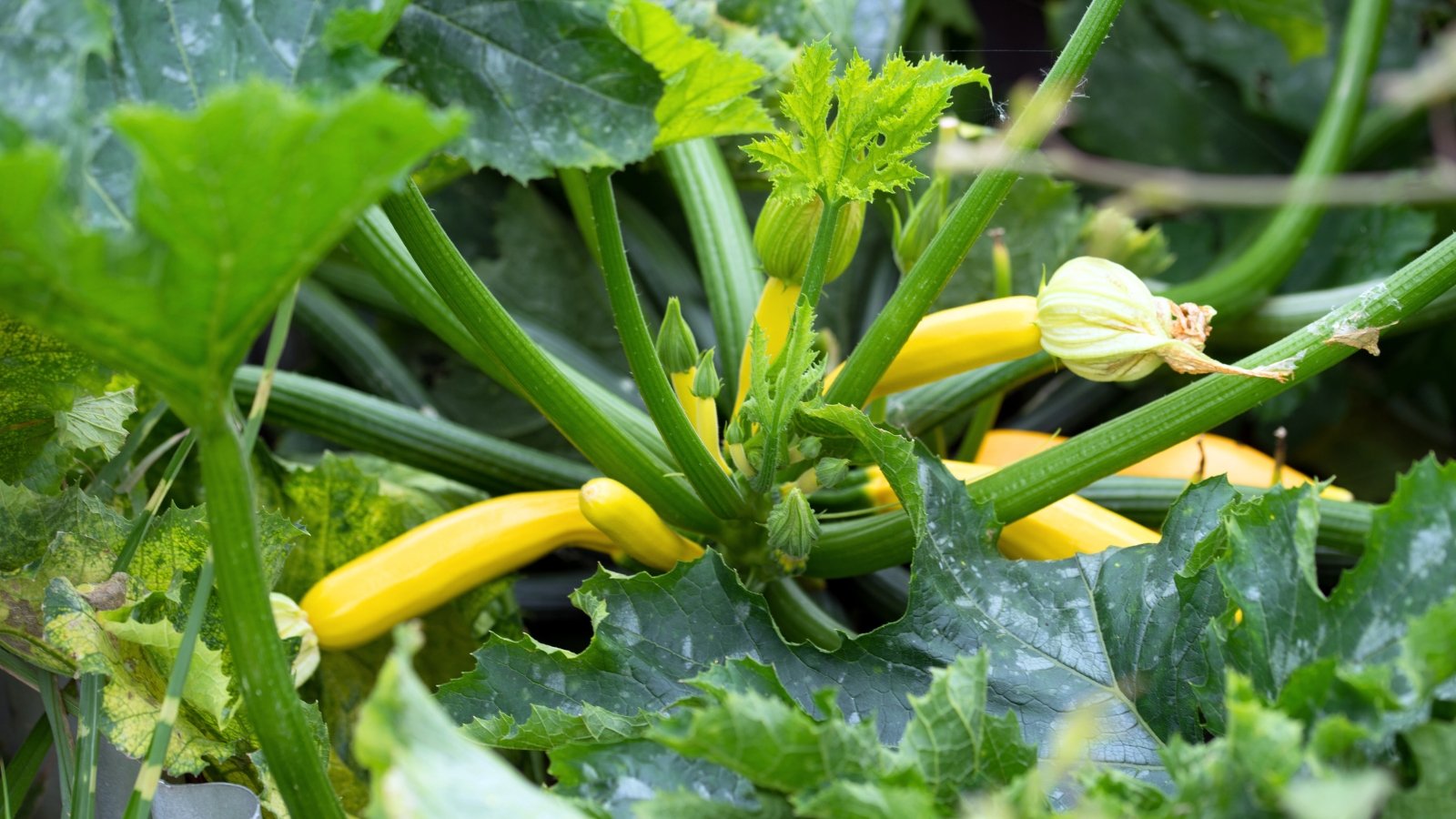 Bright yellow, elongated fruits with glossy skin grow on sturdy green stems, nestled among broad, serrated leaves.
