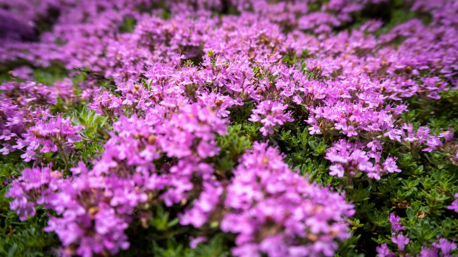 Dense mat of tiny, green leaves on creeping stems covered with clusters of vivid purple-pink, tubular flowers.
