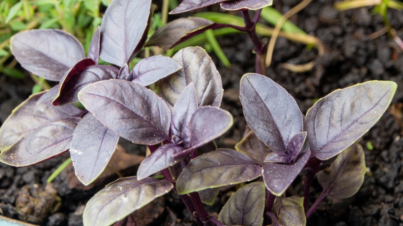 Bright crimson leaves with a slightly wavy edge emerge from upright stems, creating a striking visual in the garden.
