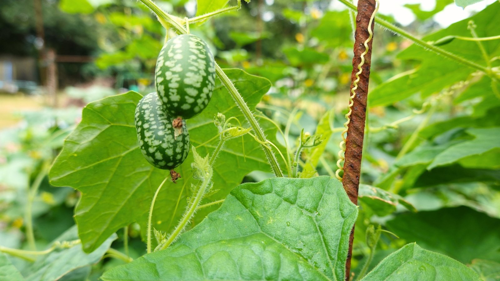 Slender vines with tiny, oval fruits resembling miniature watermelons hang from thin stems among deeply lobed, light green leaves.
