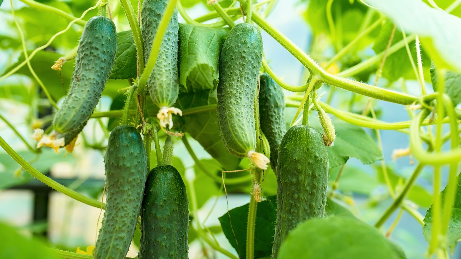Elongated, deep green fruits with textured skin dangle from climbing vines, framed by large, rough-edged leaves.
