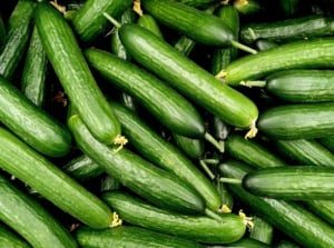 A group of fresh cucumbers with their vibrant green skins gleaming brightly in the light.