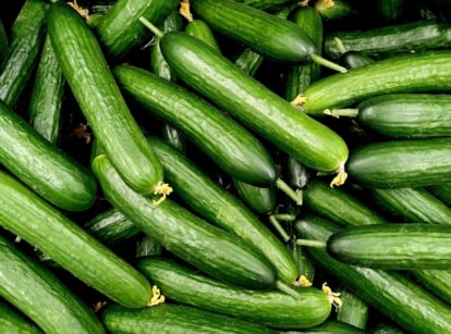 A group of fresh cucumbers with their vibrant green skins gleaming brightly in the light.