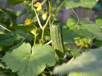 Close-up of a ripe cucumber illuminated by the bright sun among large lobed leaves.