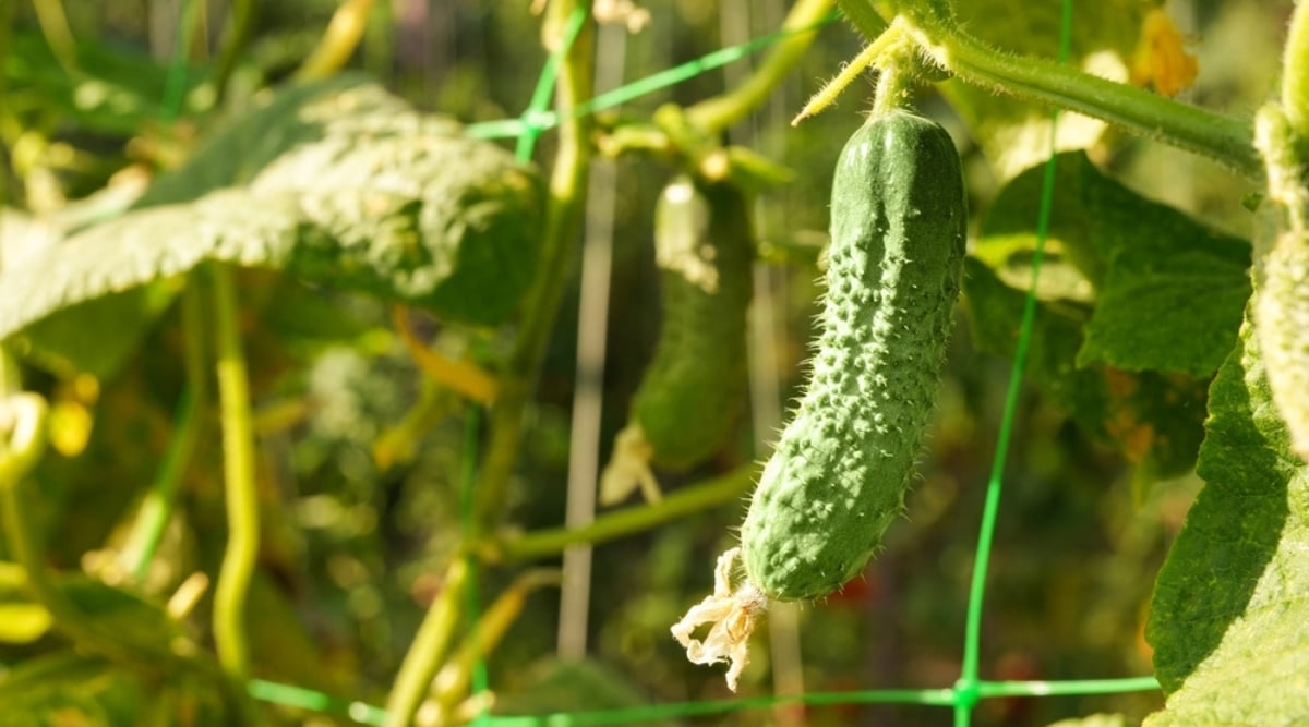 Close up of a single green cucumber with a highly textured surface and a withering yellow flower growing out of the end of it. Other flowers, cucumbers, and vines grow in the blurred background. The sun shines on the plants.