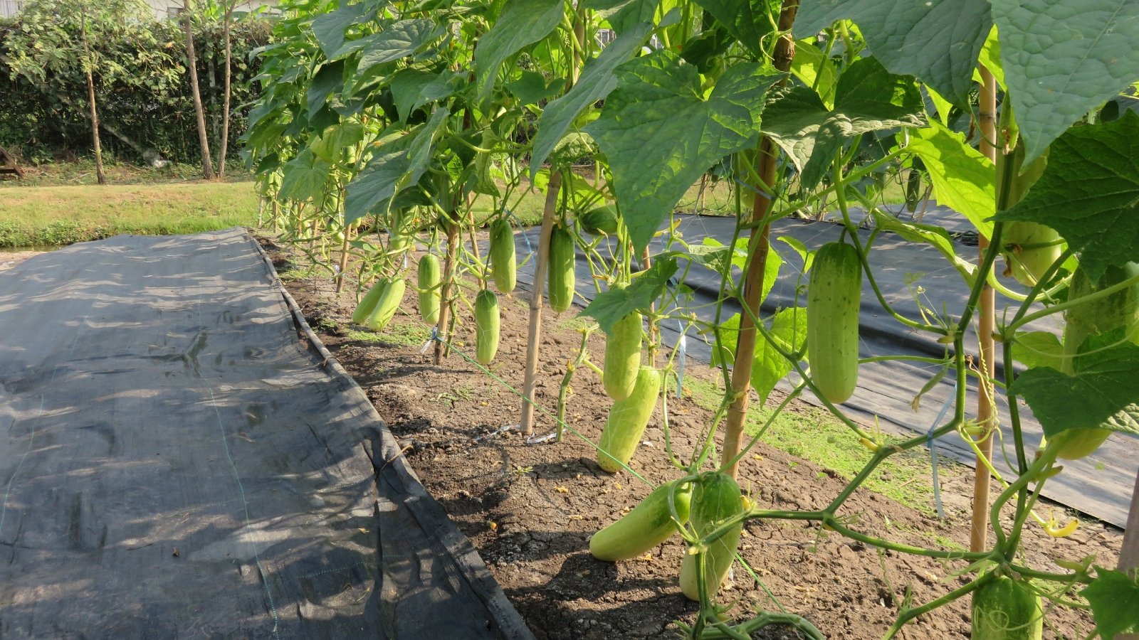 Neatly spaced Cucumis sativus plants climbing a sturdy trellis with large green leaves and stretching tendrils.