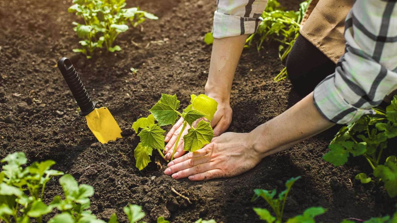 Hands in plaid sleeves carefully transplanting a young Cucumis sativus seedling with bright green leaves into soil.