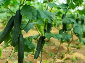 Dark green Cucumis sativus fruits hanging from climbing vines with broad, textured leaves and curling tendrils.