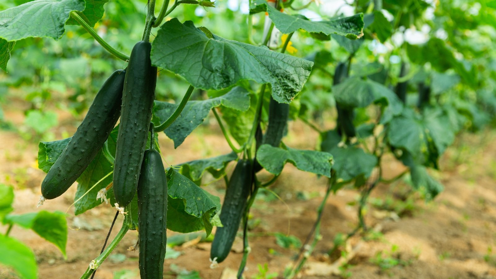 Dark green Cucumis sativus fruits hanging from climbing vines with broad, textured leaves and curling tendrils.