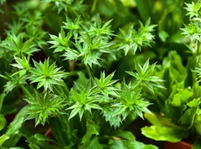 Low-growing Culantro plant with sharply toothed green leaves and tiny spiked flowers atop tall stalks.