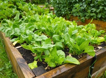 A close-up of lush spinach leaves, vibrant green and tender, nestled in wooden raised beds, thriving in a garden bathed in sunlight.