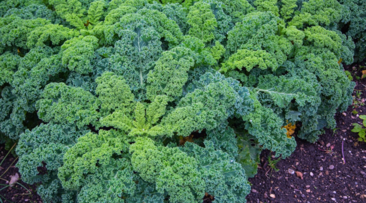 Curly kale growing in a field
