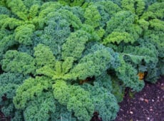 Curly kale growing in a field