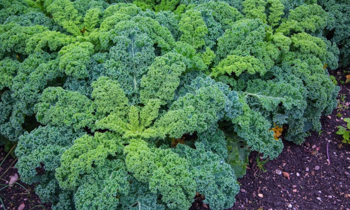 Curly kale growing in a field