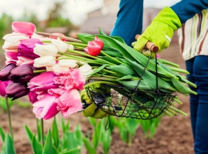 A female gardener cuts bright pink and white tulips into a black basket using pruning shears in the garden.