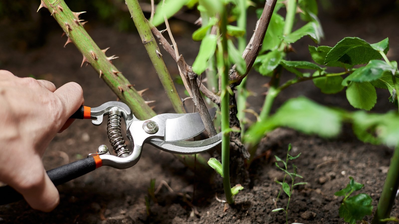 Hand with pruning shears removing thick woody Rosa cane with new green growth visible around.