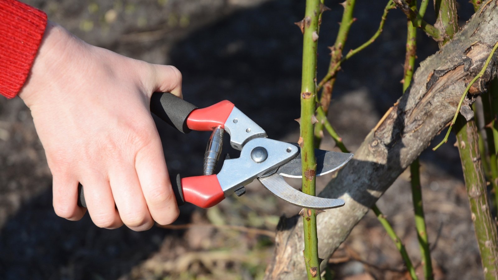 Close-up of shears cutting thick green Rosa stems near the soil surrounded by fresh green shoots.