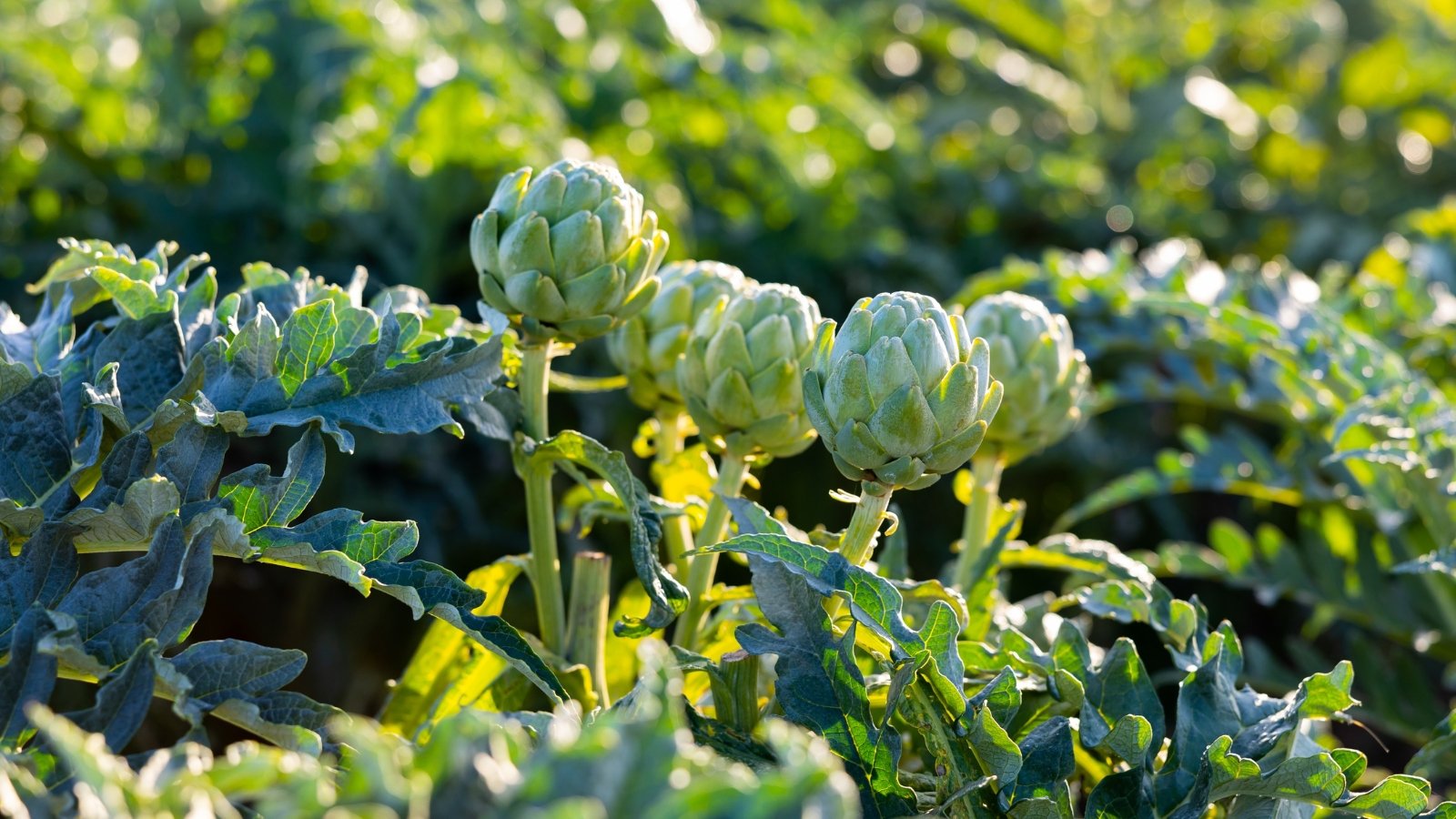 Thick, upright stems support deeply lobed, silvery-green leaves with a slightly fuzzy texture, while large, unopened flower buds with tightly layered bracts form at the top.
