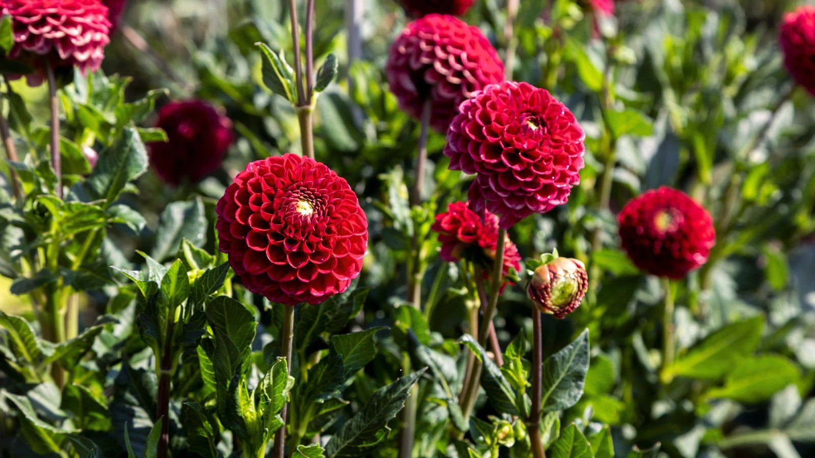 Vibrant red pom-pom dahlia flowers bloom in the garden, displaying tightly packed, round petals.
