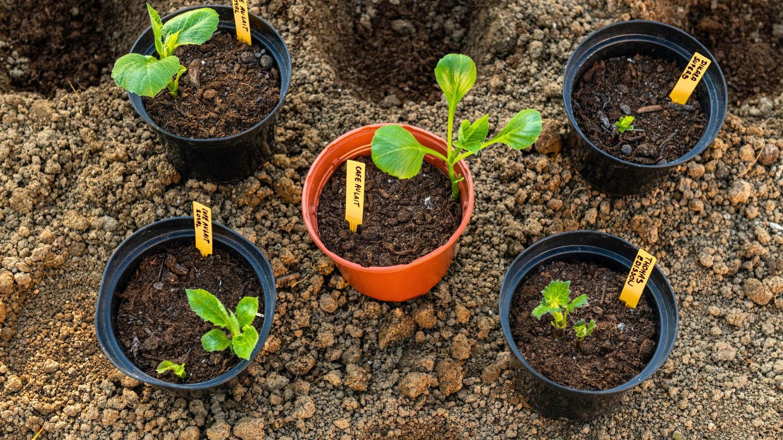 Several flower pots with young sprouting tubers and bright green, jagged leaves sit clustered in a garden flower bed.
