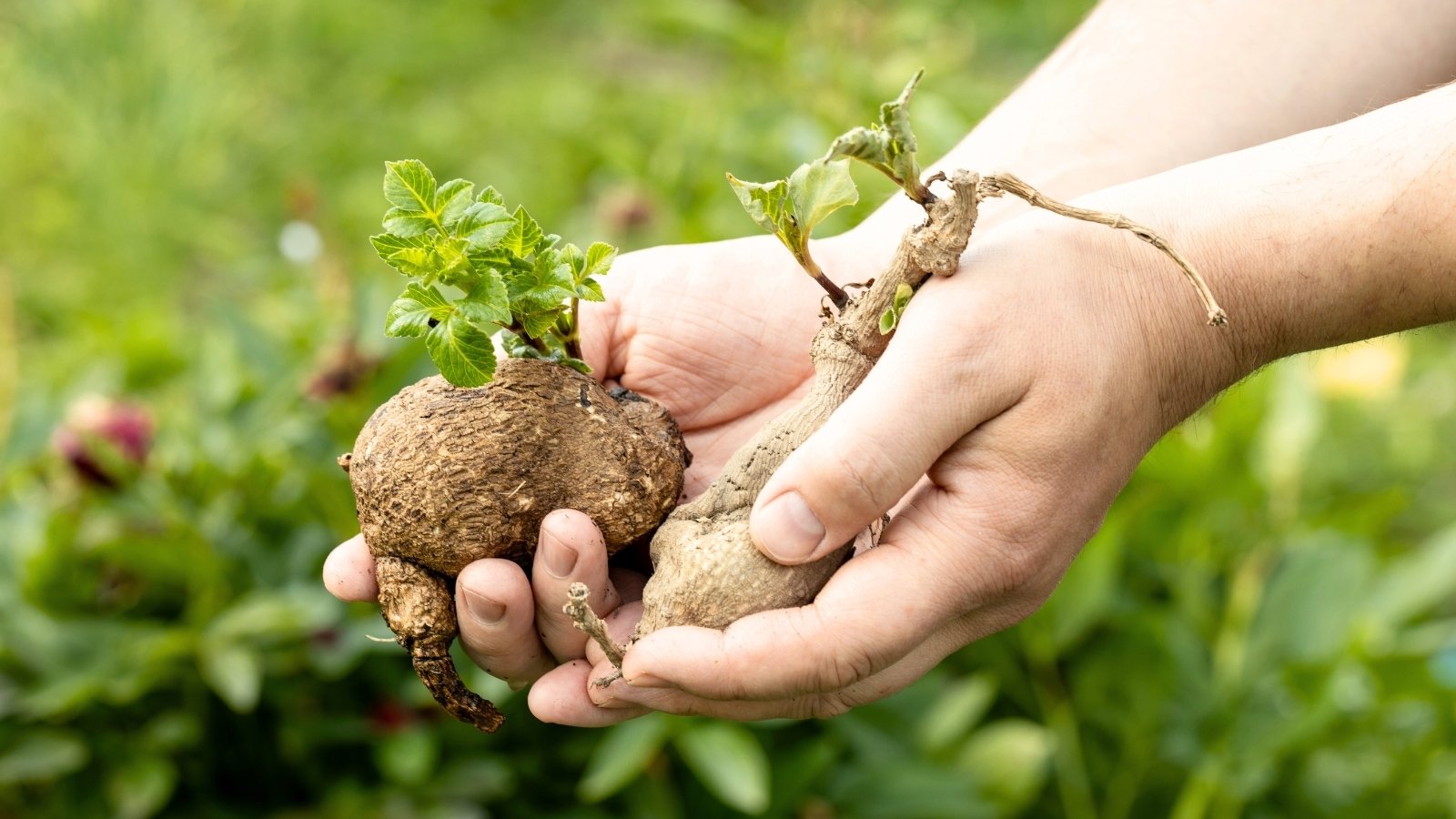 Male hands holding two tubers with young sprouted stems and leaves against a green garden background.