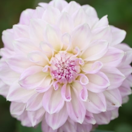 Close-up of a large white flower with a subtle purple hue on the petals, creating a symmetrical, delicate shape.