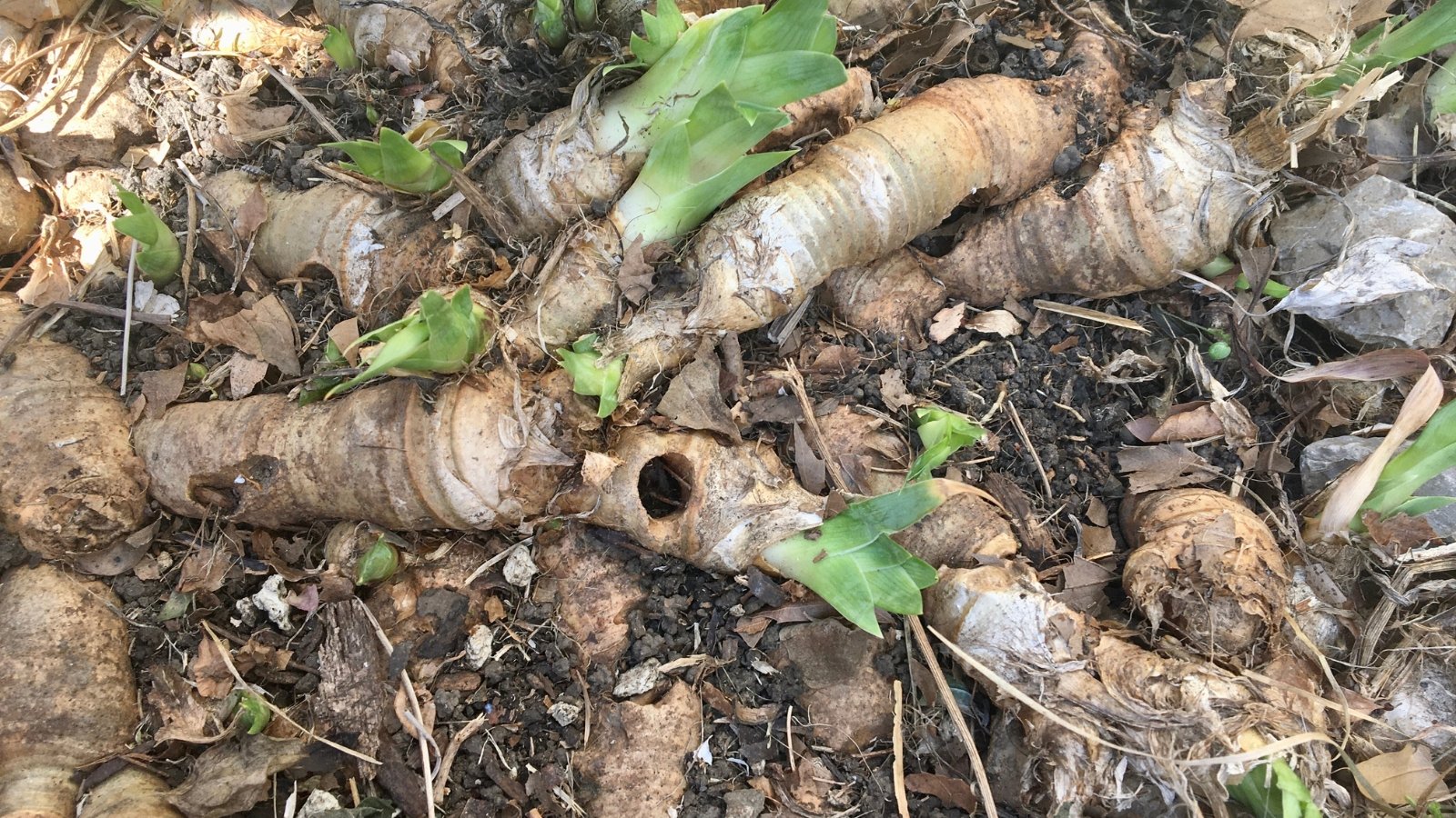 Cluster of broken and rotting Iris germanica rhizomes scattered in dark soil with small green leaves.