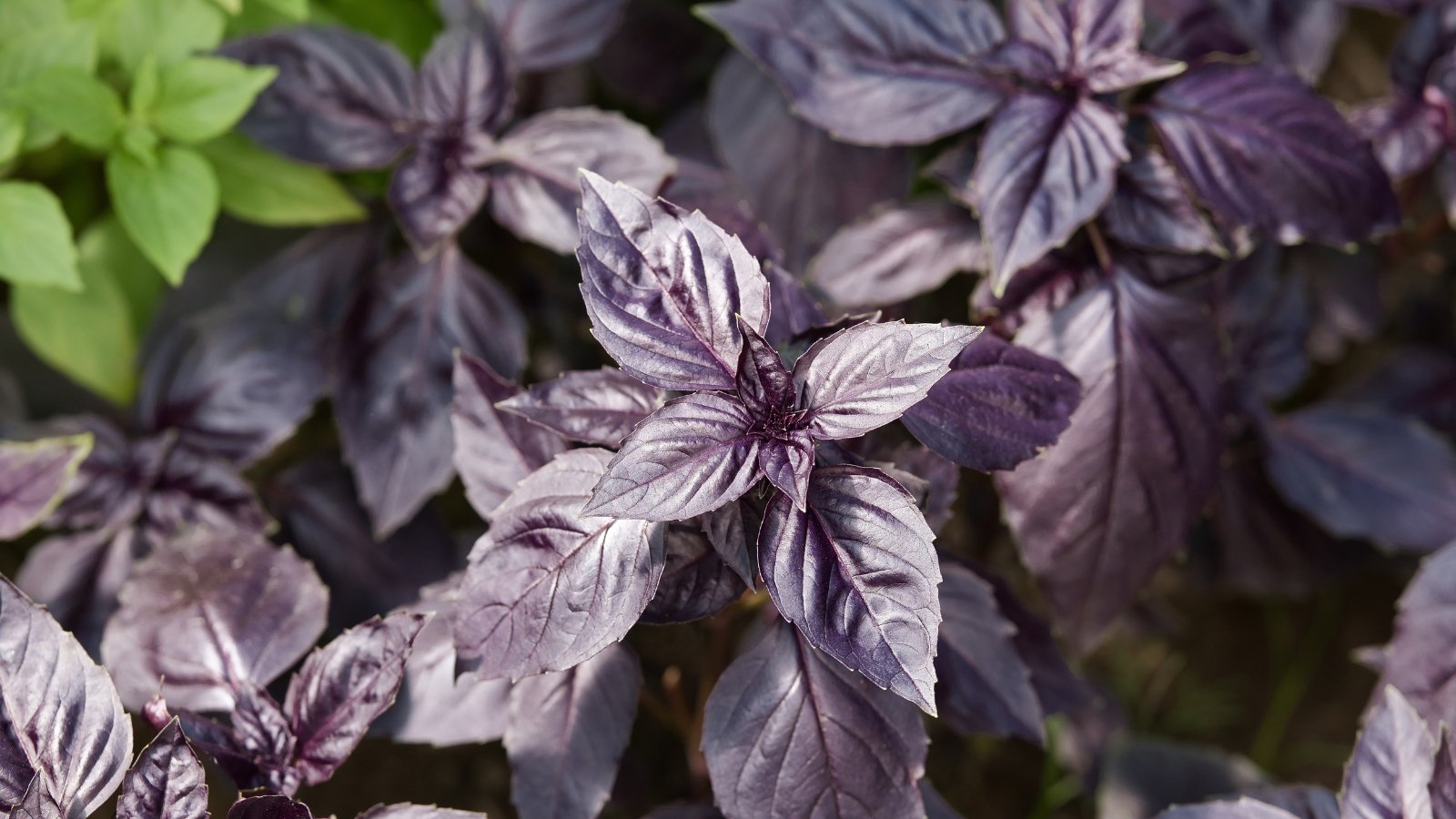 Rich, deep purple leaves with a ruffled texture grow from sturdy stems.
