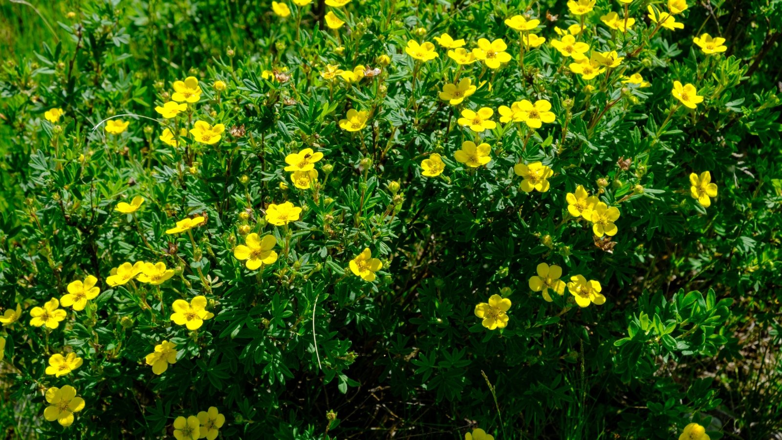 Small, yellow flowers with five rounded petals and golden stamens in the centers, bloom in clusters atop dense, green, pinnate leaves.