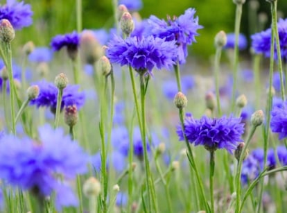 Vivid blue, fringed flowers with delicate, star-like petals bloom atop slender, gray-green stems and narrow, lance-shaped leaves in a sunny garden, showcasing their beauty after their days seed to bloom.