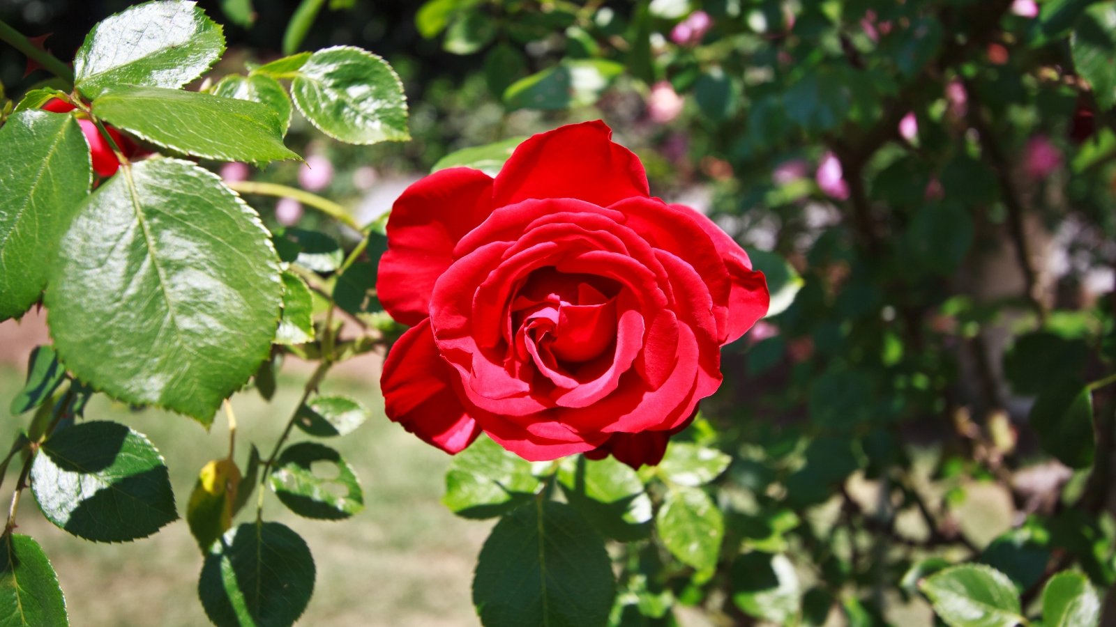 A bold red bloom with velvety petals spirals outward from the center.