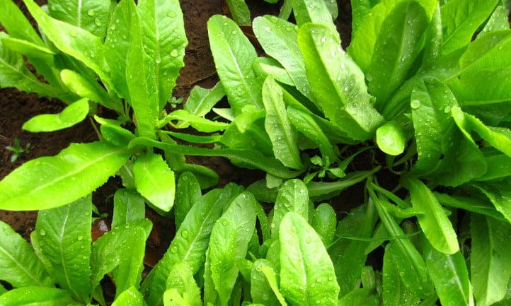 Deer tongue lettuce