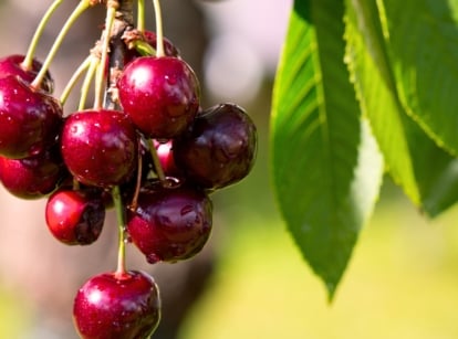 Glossy, deep red delicious cherry variety hang in a tight cluster from a slender stem, nestled among vibrant green, serrated leaves with a slightly waxy texture.