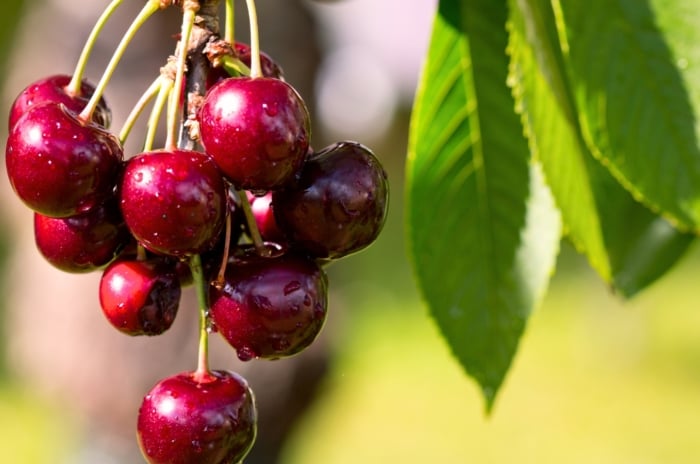 Glossy, deep red delicious cherry variety hang in a tight cluster from a slender stem, nestled among vibrant green, serrated leaves with a slightly waxy texture.