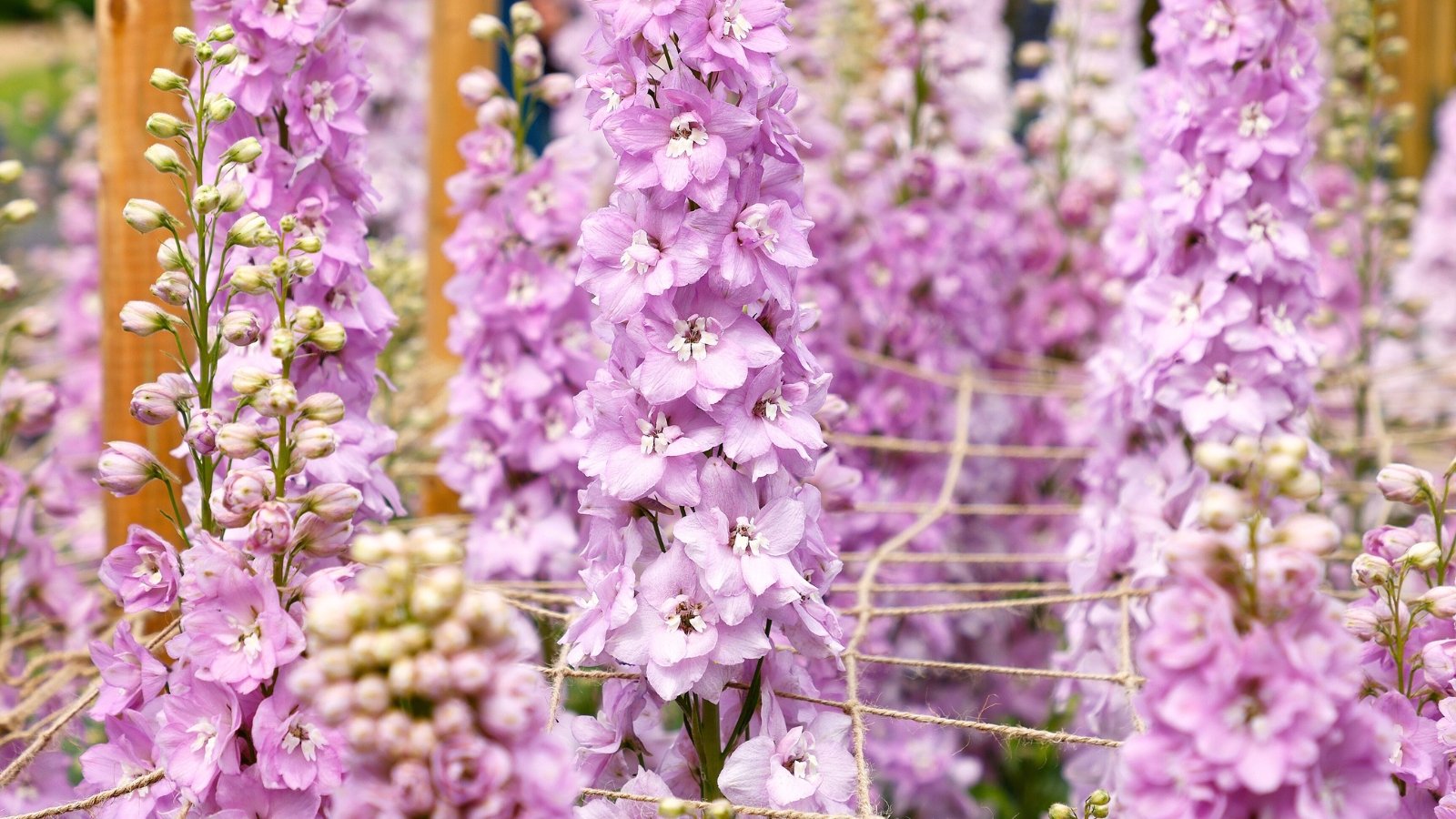 Tall, spiky clusters of vibrant, bell-shaped flowers in shades of pale lavender, growing from strong stems with elongated, deeply lobed leaves, supported by wooden stakes and netting.