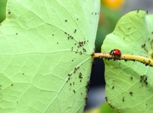 Close-up of a red ladybug crawling along the stem of a plant, attracted by black aphids - showcasing natural predation to deter garden pests.