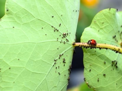 Close-up of a red ladybug crawling along the stem of a plant, attracted by black aphids - showcasing natural predation to deter garden pests.