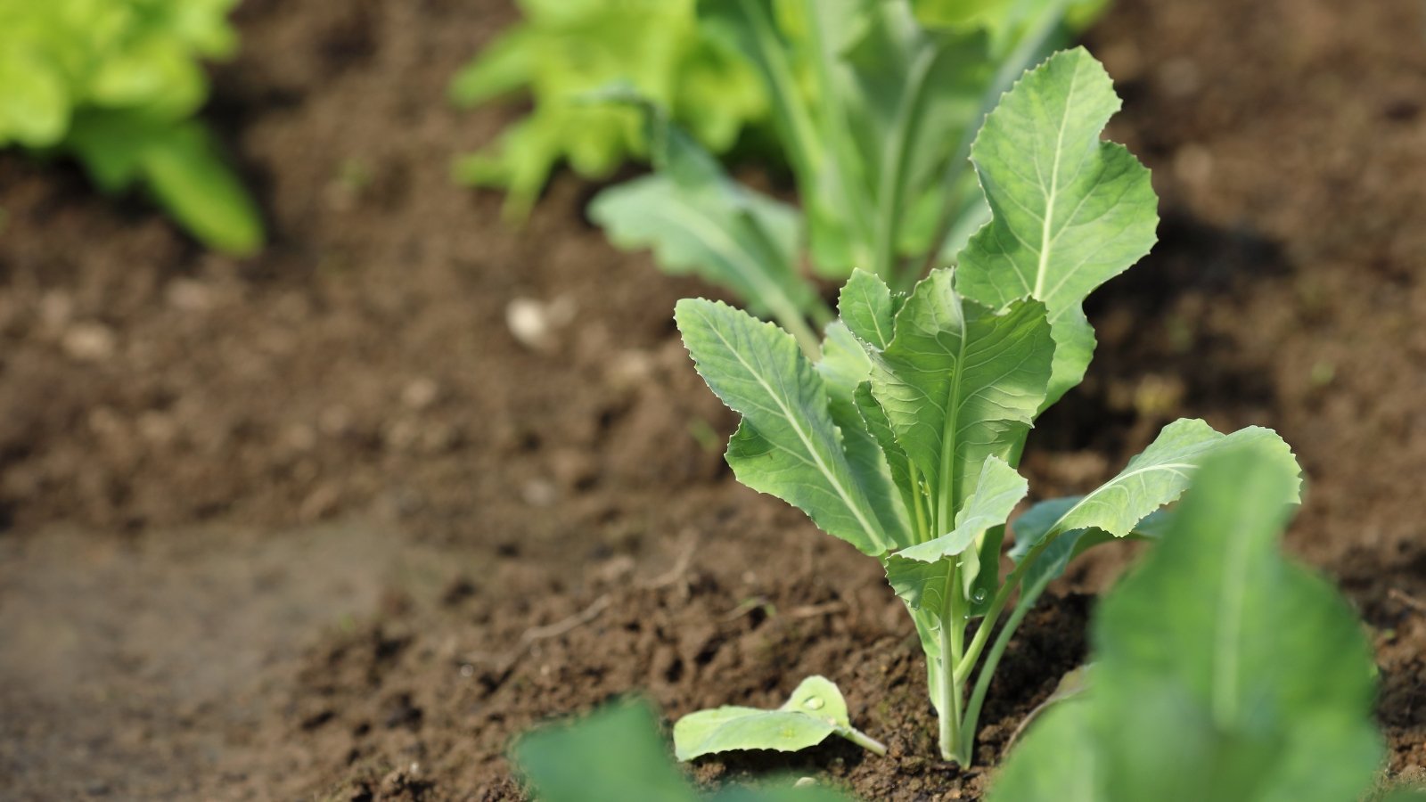 A young plant with deeply lobed green leaves growing in loose soil, showing early development.