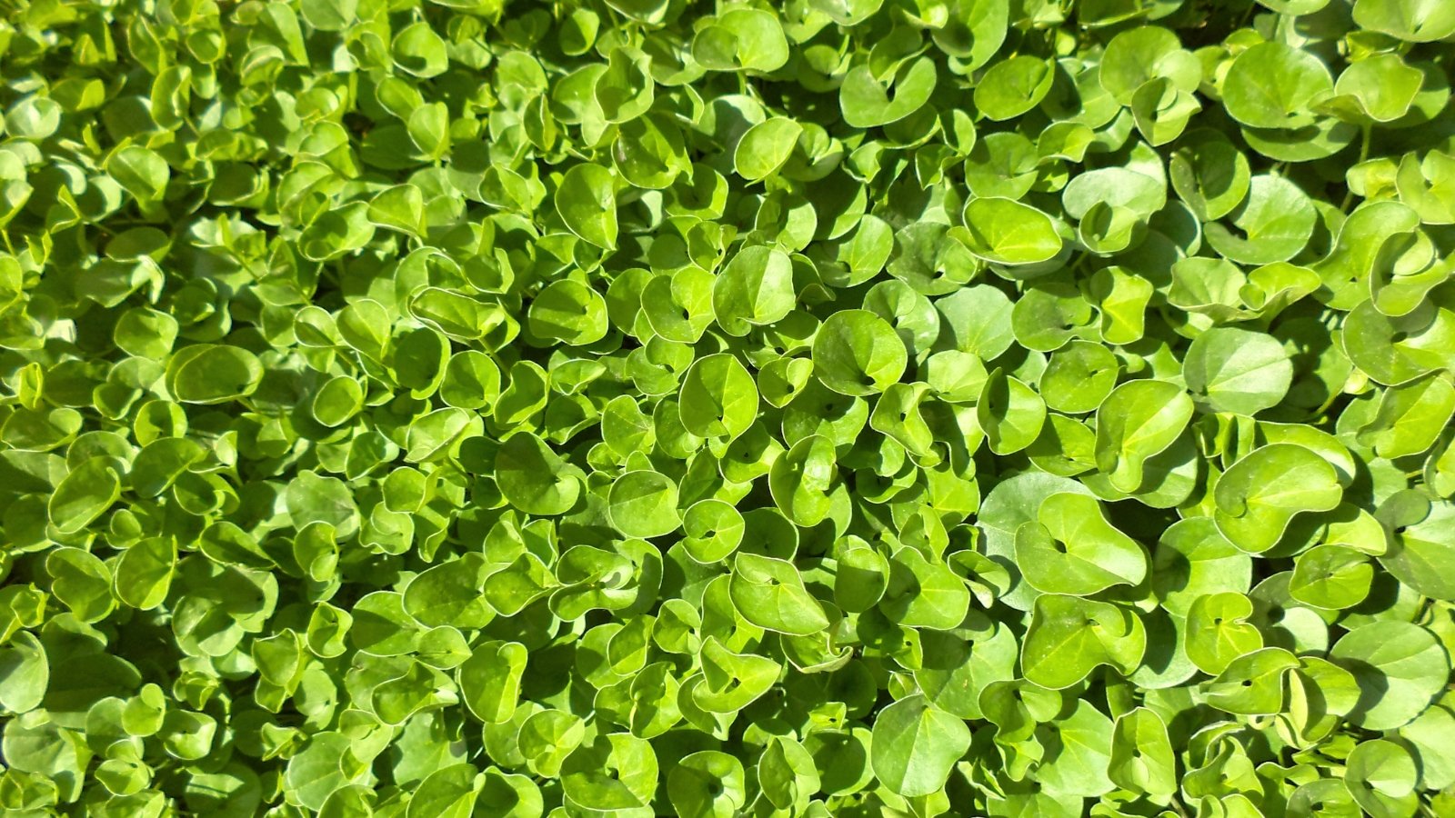 Trailing stems with round, silver-green leaves forming a soft, cascading groundcover.
