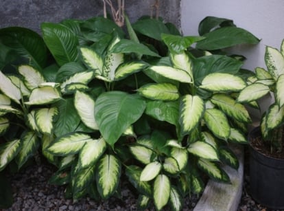 A dense cluster of plants with large, ovate leaves in green and pale yellow variegation.